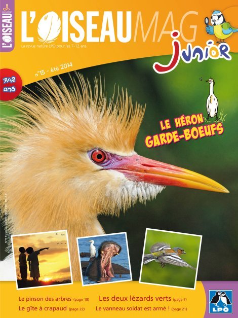 L'OISEAU MAG Junior n°15 - Le Héron garde-boeufs