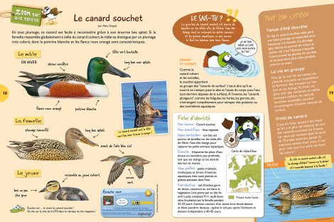 Zoom - Canard souchet